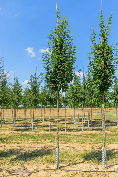 Feld-Ahorn Acer campestre 'Lienco' Hochstamm Stammumfang 10-12 T Acer campestre 'Lienco' Hochstamm 10/12