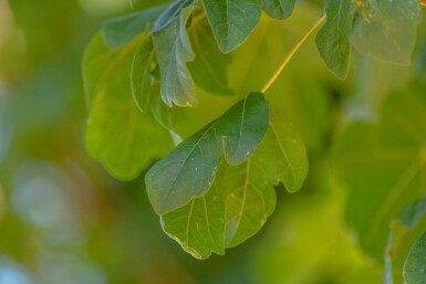 Feld-Ahorn Acer campestre 'Lienco' Hochstamm Stammumfang 10-12 T Acer campestre 'Lienco' Hochstamm 10/12