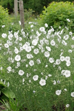 Garten-Lein Linum perenne 'Diamant' 5-10 Topf 9x9 cm (P9) Linum perenne 'Diamant'