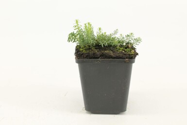 Garten-Lein Linum perenne 'Diamant' 5-10 Topf 9x9 cm (P9) Linum perenne 'Diamant'