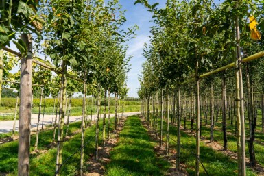 Roter Schlangenhaut-Ahorn Acer capillipes Hochstamm Stammumfang 12-14 T Acer capillipes Hochstamm 12/14