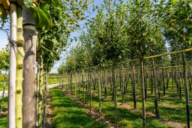 Roter Schlangenhaut-Ahorn Acer capillipes Hochstamm Stammumfang 12-14 T Acer capillipes Hochstamm 12/14