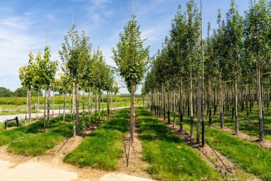 Roter Schlangenhaut-Ahorn Acer capillipes Hochstamm Stammumfang 12-14 T Acer capillipes Hochstamm 12/14