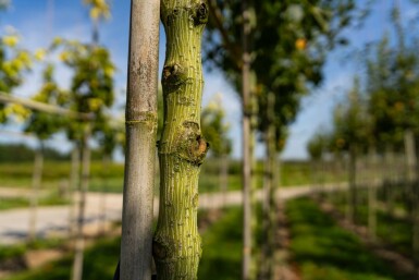 Roter Schlangenhaut-Ahorn Acer capillipes Hochstamm Stammumfang 12-14 T Acer capillipes Hochstamm 12/14