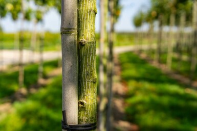 Roter Schlangenhaut-Ahorn Acer capillipes Hochstamm Stammumfang 12-14 T Acer capillipes Hochstamm 12/14