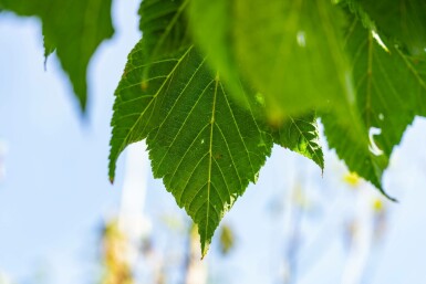 Roter Schlangenhaut-Ahorn Acer capillipes Hochstamm Stammumfang 12-14 T Acer capillipes Hochstamm 12/14