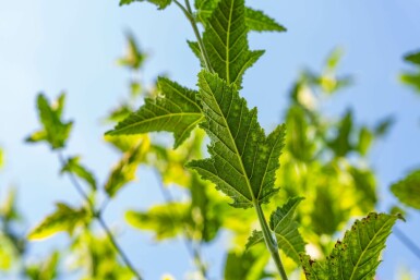 Roter Schlangenhaut-Ahorn Acer capillipes Hochstamm Stammumfang 12-14 T Acer capillipes Hochstamm 12/14