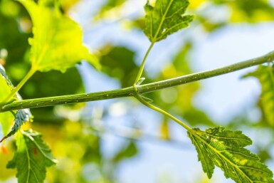 Roter Schlangenhaut-Ahorn Acer capillipes Hochstamm Stammumfang 12-14 T Acer capillipes Hochstamm 12/14