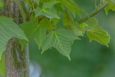 Roter Schlangenhaut-Ahorn Acer capillipes Hochstamm Stammumfang 12-14 T Acer capillipes Hochstamm 12/14