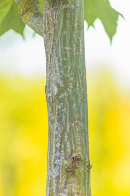 Roter Schlangenhaut-Ahorn Acer capillipes Hochstamm Stammumfang 12-14 T Acer capillipes Hochstamm 12/14