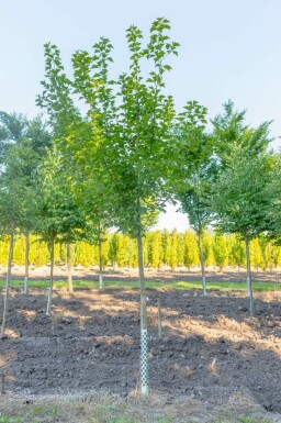 Roter Schlangenhaut-Ahorn Acer capillipes Hochstamm Stammumfang 12-14 T Acer capillipes Hochstamm 12/14