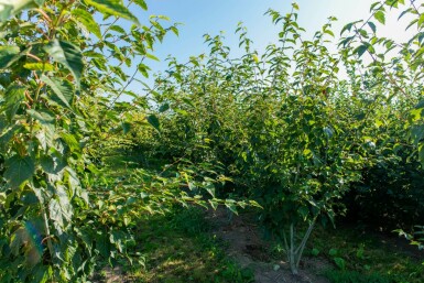 Davids-Ahorn Acer davidii Acer davidii