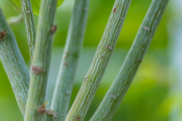 Davids-Ahorn Acer davidii Hochstamm Stammumfang 10-12 T Acer davidii Hochstamm 10/12