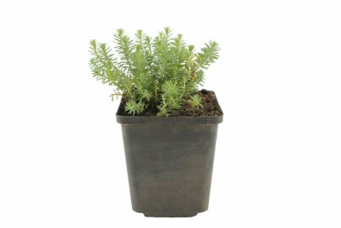 Garten-Lein Linum perenne 'Saphir' 5-10 Topf 9x9 cm (P9) Linum perenne 'Saphir'