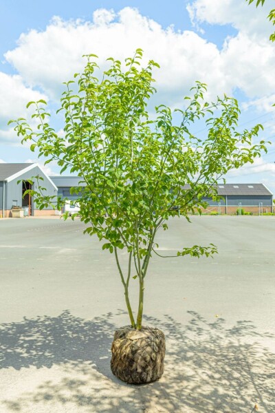 Davids-Ahorn Acer davidii Mehrstämmig 200-250 T Acer davidii Mehrstämmig 200-250