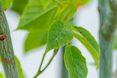 Davids-Ahorn Acer davidii Mehrstämmig Acer davidii Mehrstämmig