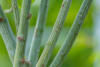 Davids-Ahorn Acer davidii Mehrstämmig 200-250 T Acer davidii Mehrstämmig 200-250