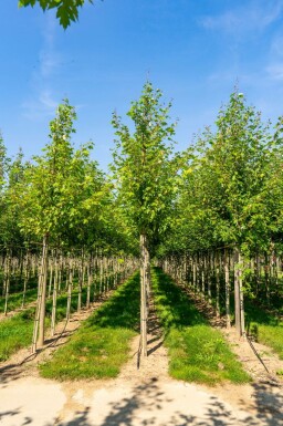 Freemans Ahorn Acer x freemanii 'Autumn Blaze' Hochstamm Acer x freemanii 'Autumn Blaze' Hochstamm