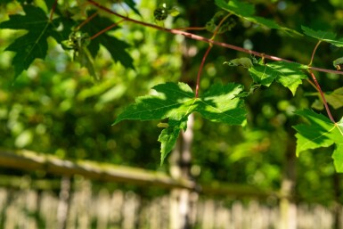 Freemans Ahorn Acer x freemanii 'Autumn Blaze' Hochstamm Acer x freemanii 'Autumn Blaze' Hochstamm