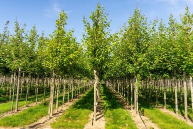 Freemans Ahorn Acer x freemanii 'Autumn Blaze' Hochstamm Stammumfang 10-12 T Acer x freemanii 'Autumn Blaze' Hochstamm 10/12 cm