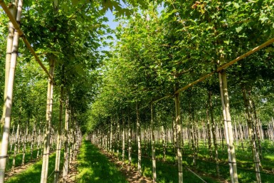 Freemans Ahorn Acer x freemanii 'Autumn Blaze' Hochstamm Stammumfang 10-12 T Acer x freemanii 'Autumn Blaze' Hochstamm 10/12 cm