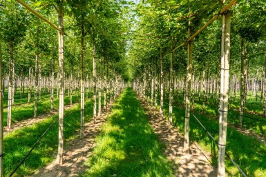 Freemans Ahorn Acer x freemanii 'Autumn Blaze' Hochstamm Stammumfang 10-12 T Acer x freemanii 'Autumn Blaze' Hochstamm 10/12 cm