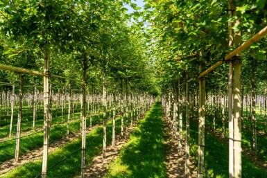 Freemans Ahorn Acer x freemanii 'Autumn Blaze' Hochstamm Stammumfang 10-12 T Acer x freemanii 'Autumn Blaze' Hochstamm 10/12 cm