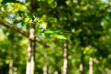 Freemans Ahorn Acer x freemanii 'Autumn Blaze' Hochstamm Stammumfang 10-12 T Acer x freemanii 'Autumn Blaze' Hochstamm 10/12 cm