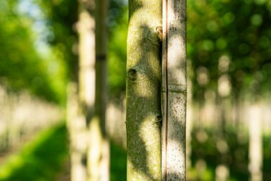 Freemans Ahorn Acer x freemanii 'Autumn Blaze' Hochstamm Stammumfang 10-12 T Acer x freemanii 'Autumn Blaze' Hochstamm 10/12 cm