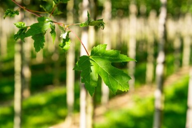 Freemans Ahorn Acer x freemanii 'Autumn Blaze' Hochstamm Stammumfang 10-12 T Acer x freemanii 'Autumn Blaze' Hochstamm 10/12 cm