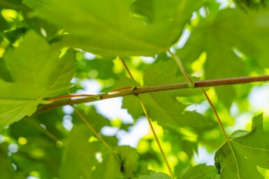 Freemans Ahorn Acer x freemanii 'Autumn Blaze' Hochstamm Stammumfang 10-12 T Acer x freemanii 'Autumn Blaze' Hochstamm 10/12 cm