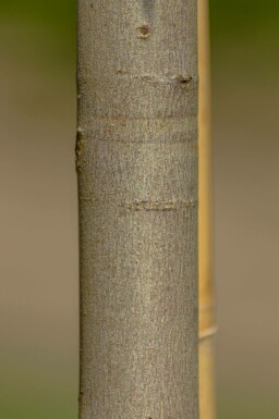 Freemans Ahorn Acer x freemanii 'Autumn Blaze' Mehrstämmig 200-250 T Acer x freemanii 'Autumn Blaze' Mehrstämmig 200-250