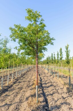 Zimt-Ahorn Acer griseum Hochstamm Acer griseum Hochstamm