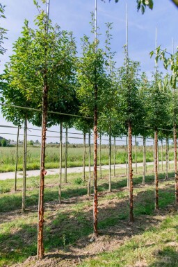Zimt-Ahorn Acer griseum Hochstamm Acer griseum Hochstamm