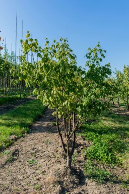 Zimt-Ahorn Acer griseum Mehrstämmig Acer griseum Mehrstämmig