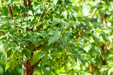Zimt-Ahorn Acer griseum Mehrstämmig Acer griseum Mehrstämmig
