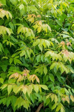 Eschen-Ahorn Acer negundo Mehrstämmig Acer negundo Mehrstämmig