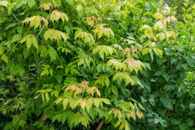 Eschen-Ahorn Acer negundo Mehrstämmig Acer negundo Mehrstämmig