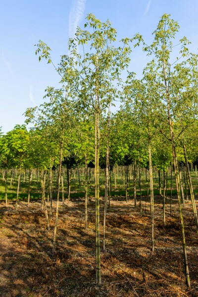 Eschen-Ahorn Acer negundo 'Flamingo' Hochstamm Stammumfang 10-12 T Acer negundo 'Flamingo' Hochstamm 10/12 cm