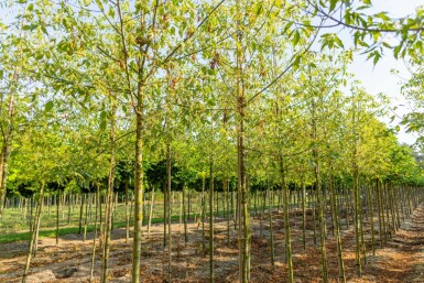 Eschen-Ahorn Acer negundo 'Flamingo' Hochstamm Acer negundo 'Flamingo' Hochstamm