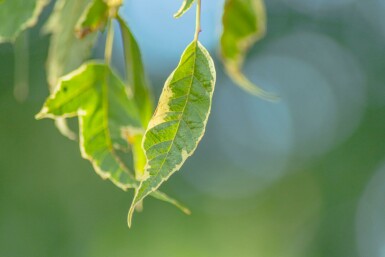 Eschen-Ahorn Acer negundo 'Flamingo' Hochstamm Stammumfang 10-12 T Acer negundo 'Flamingo' Hochstamm 10/12 cm