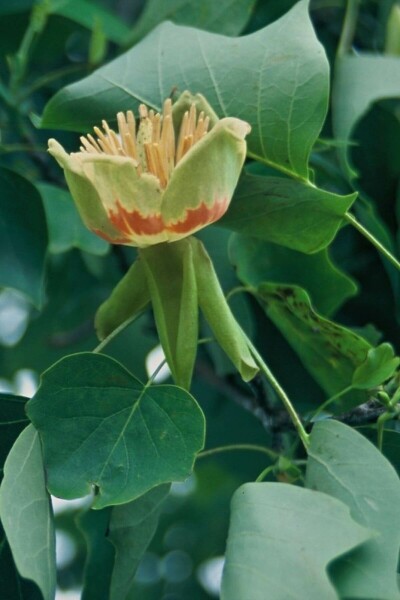 Amerikanischer Tulpenbaum Liriodendron tulipifera Strauch 100-125 Topf 12 ltr. (C12) Liriodendron tulipifera Strauch 100-125 cm