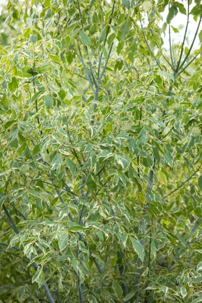 Silbereschen Ahorn Acer negundo 'Variegatum' Hochstamm Stammumfang 10-12 T Acer negundo 'Variegatum' Hochstamm 10/12 cm