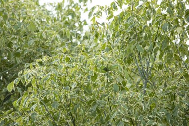 Silbereschen Ahorn Acer negundo 'Variegatum' Hochstamm Acer negundo 'Variegatum' Hochstamm