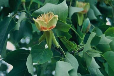 Amerikanischer Tulpenbaum Liriodendron tulipifera Strauch 125-150 Topf 12 ltr. (C12) Liriodendron tulipifera Strauch 125-150 cm