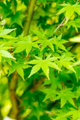 Japanischer Ahorn Acer palmatum Hochstamm Acer palmatum Hochstamm