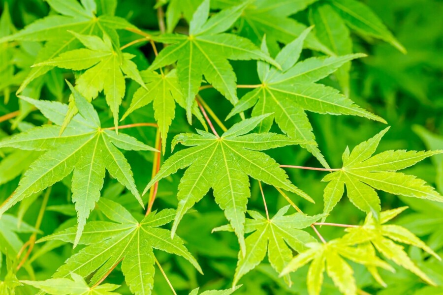 Japanischer Ahorn Acer palmatum Hochstamm Stammumfang 14-16 T Acer palmatum Hochstamm 14/16