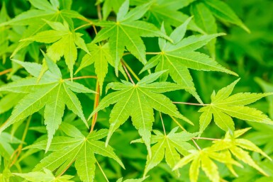 Japanischer Ahorn Acer palmatum Hochstamm Stammumfang 14-16 T Acer palmatum Hochstamm 14/16