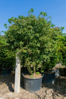 Japanischer Ahorn Acer palmatum Mehrstämmig Acer palmatum Mehrstämmig