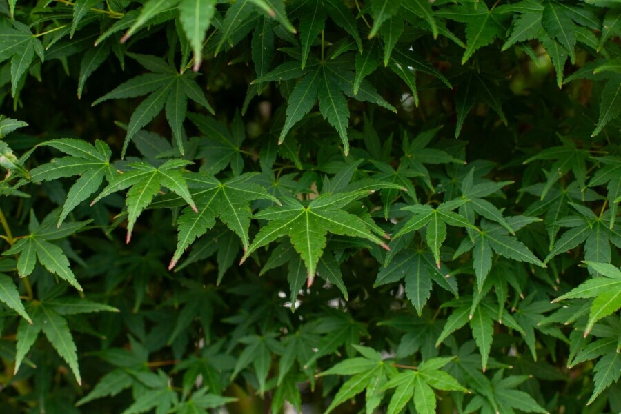 Japanischer Ahorn Acer palmatum Mehrstämmig 200-250 T Acer palmatum Mehrstämmig 200-250